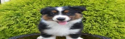 Miniature Australian Shepherd dogs for sale: Alvin - Ad 2