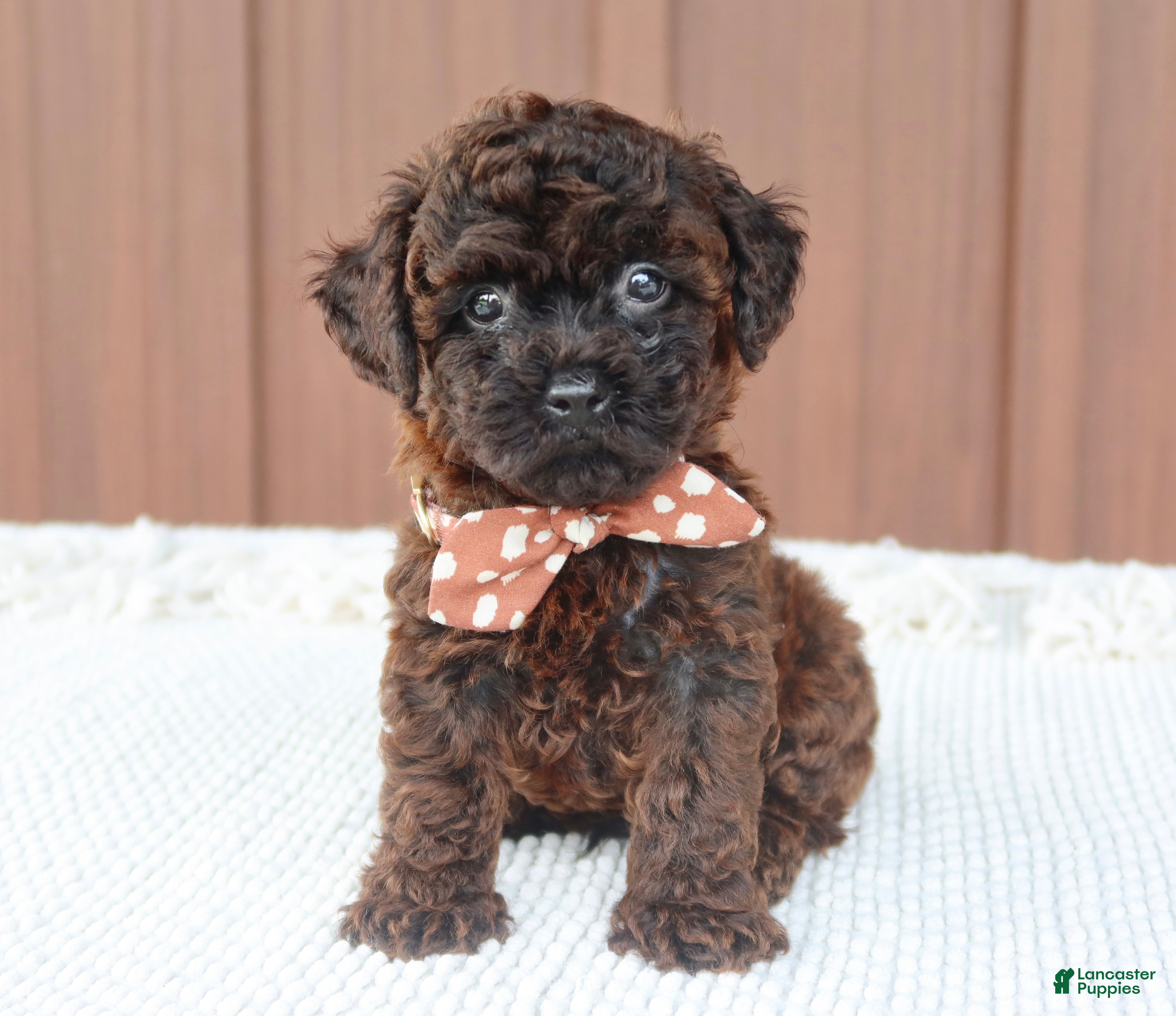 Toy Poodle dogs Rusty - Ad 1