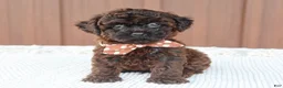 Toy Poodle dogs for sale: Rusty - Ad 5