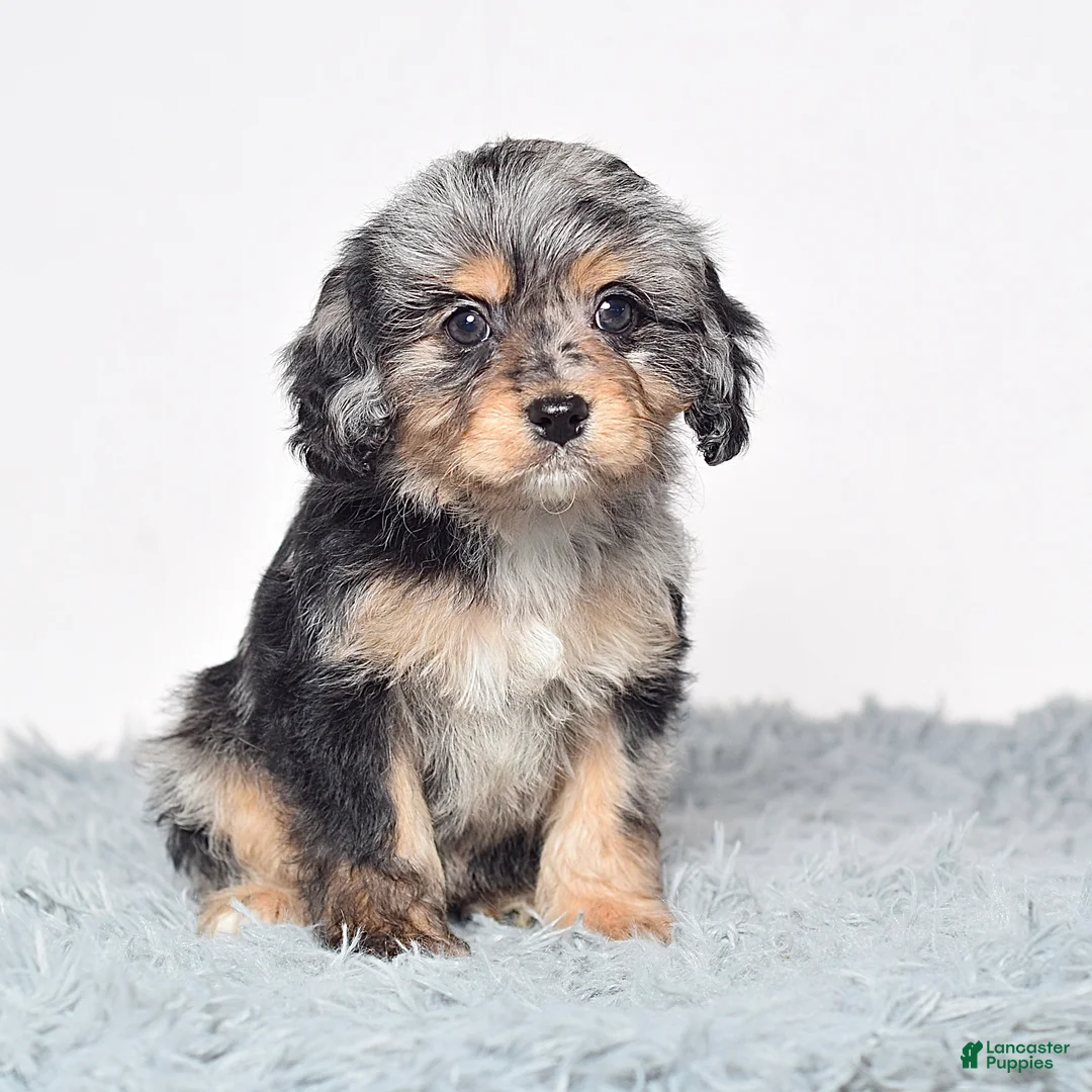 Cavapoo dogs for sale: Ms. Bonnie - Ad 1