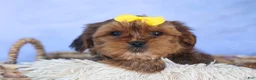 Shorkie dogs for sale: RANDY - Ad 3