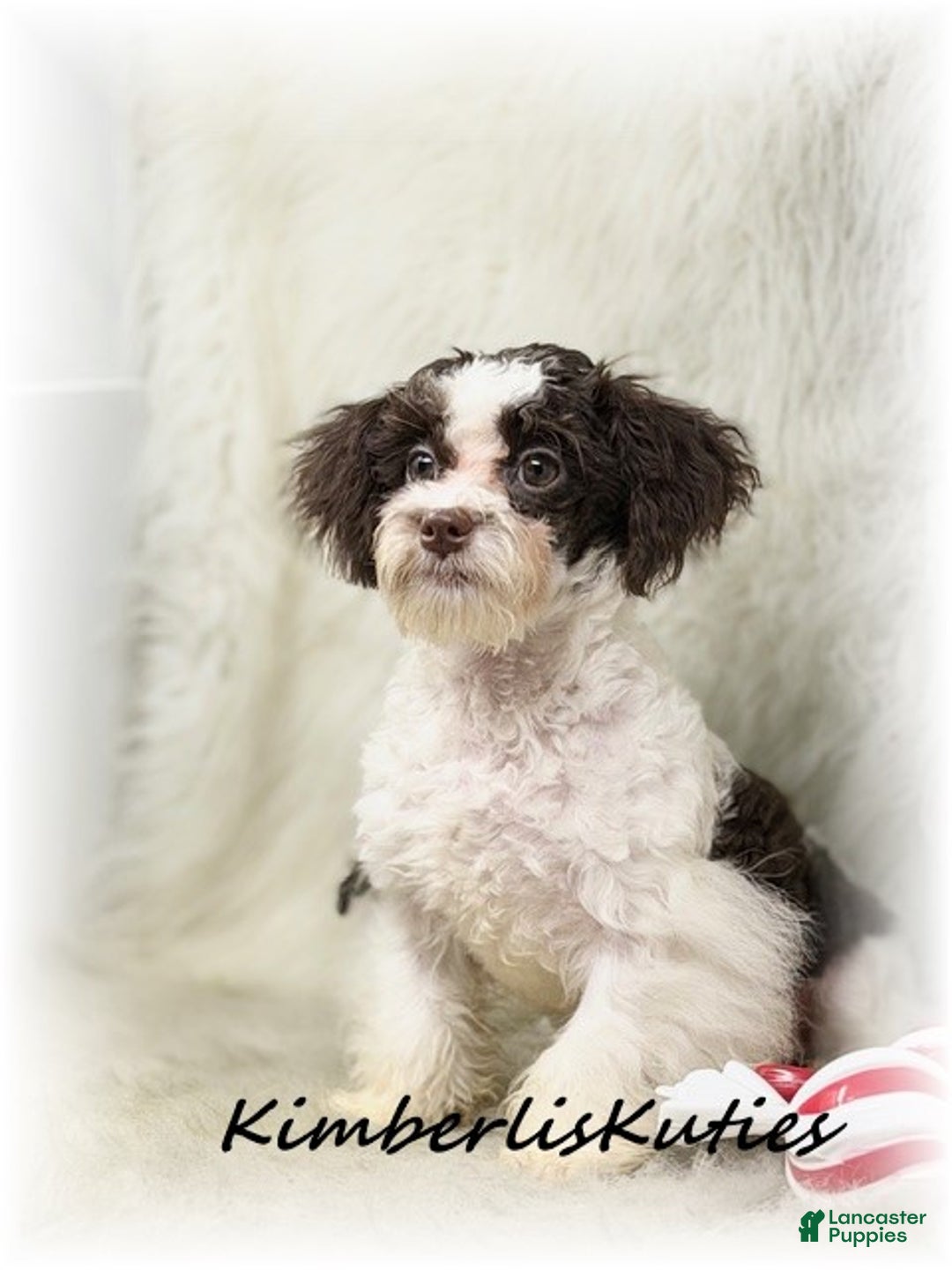 Maltipoo dogs for sale: Maltipoo Puppy 1 - Ad 3