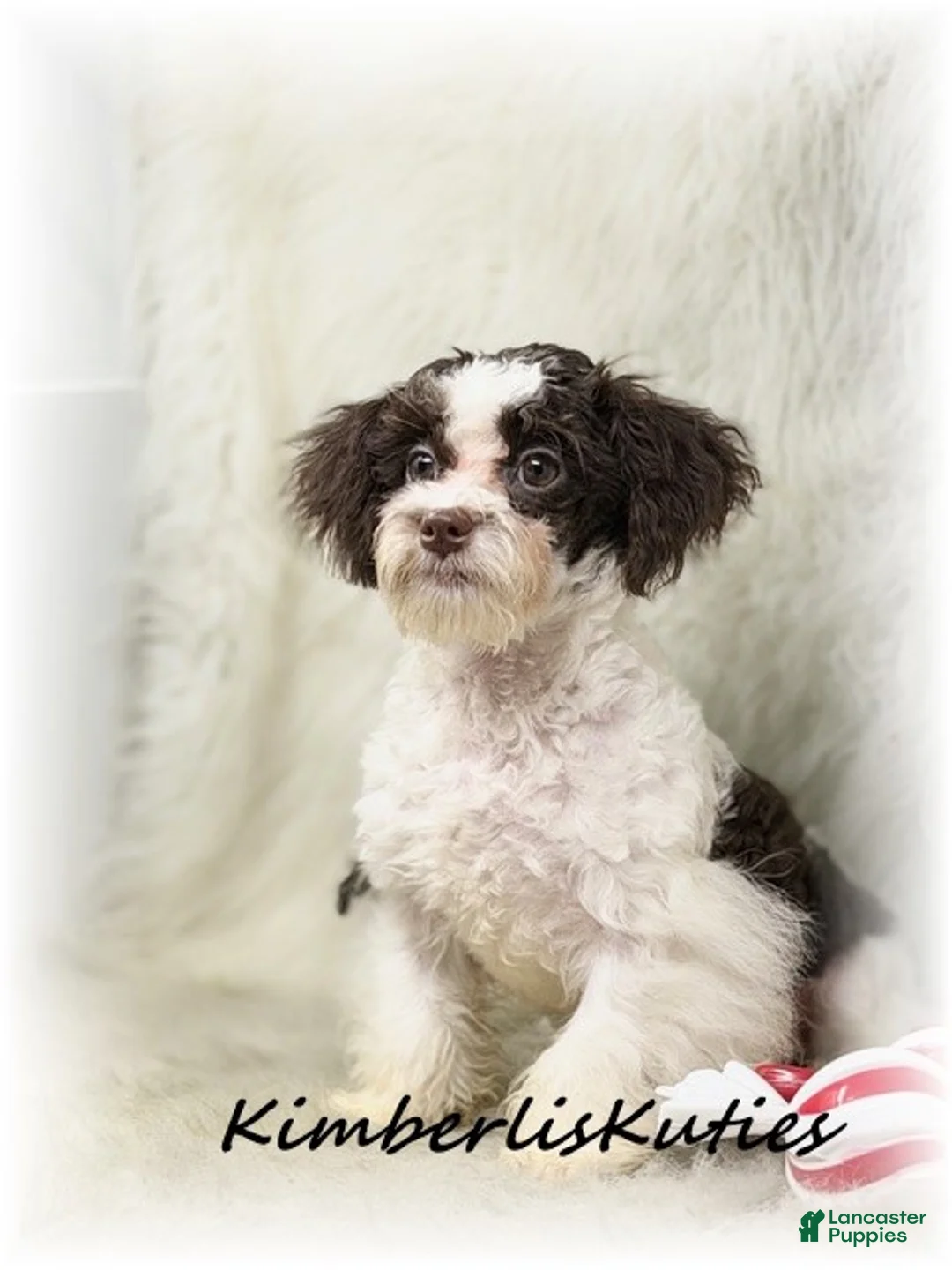 Maltipoo dogs for sale: Maltipoo Puppy 1 - Ad 3