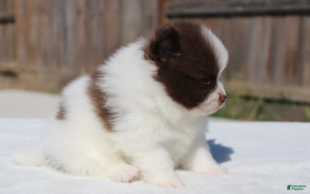 Pomeranian dogs for sale: Pomeranian Puppy 3 - Ad 2