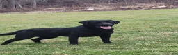 Labrador Retriever dogs for sale: Hank - Ad 10