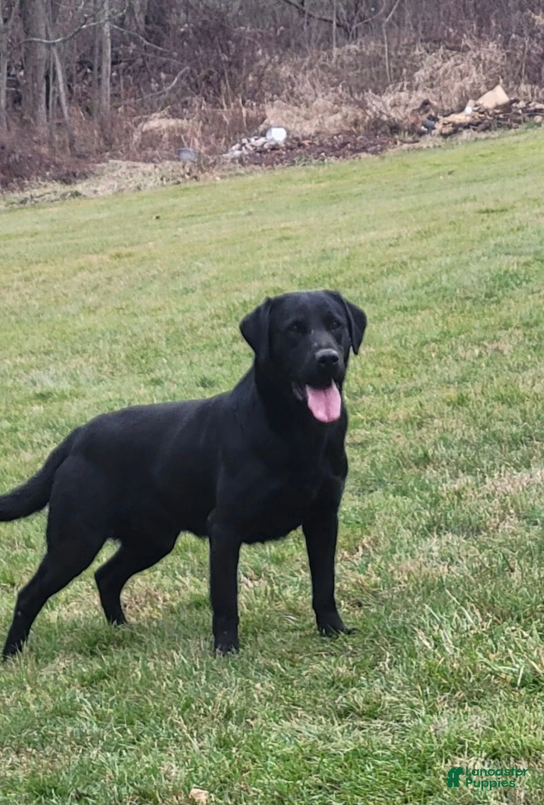 Labrador Retriever dogs for sale: Hank - Ad 10