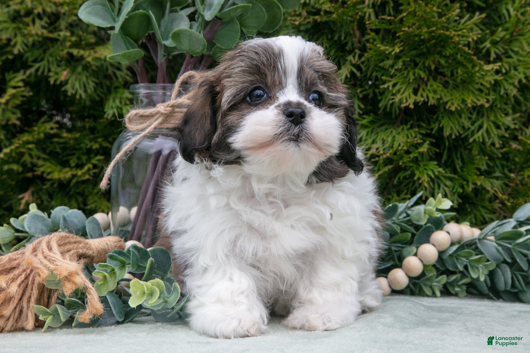 Teddy Bear dogs Delilah - Ad 2