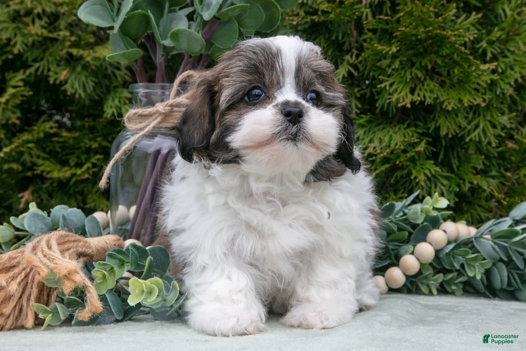 Teddy Bear dogs for sale: Delilah - Ad 2