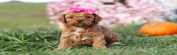 Cavapoo dogs for sale: Bella - Ad 7