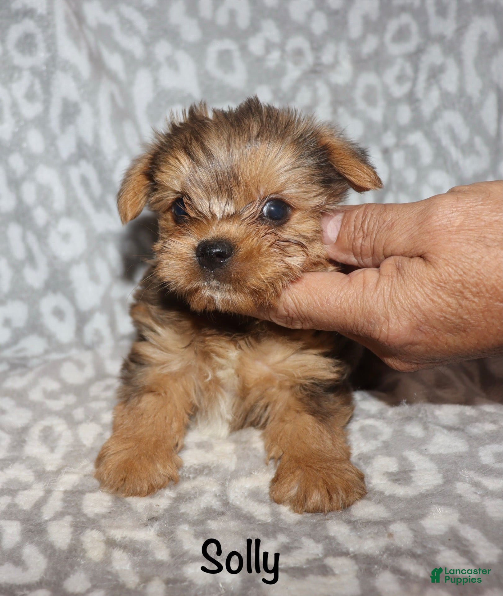 Yorkshire Terrier dogs for sale: Merle male 1 - Ad 2