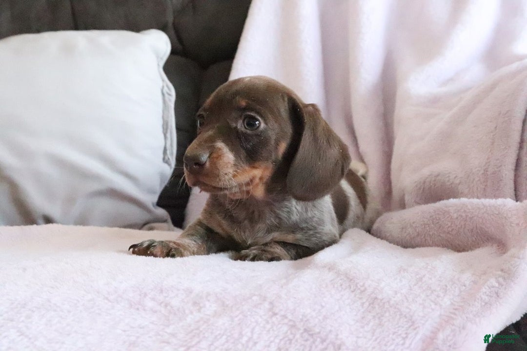 Miniature Dachshund dogs for sale: Sadie - Ad 4