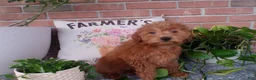 Mini Goldendoodle dogs for sale: Brinn - Ad 5