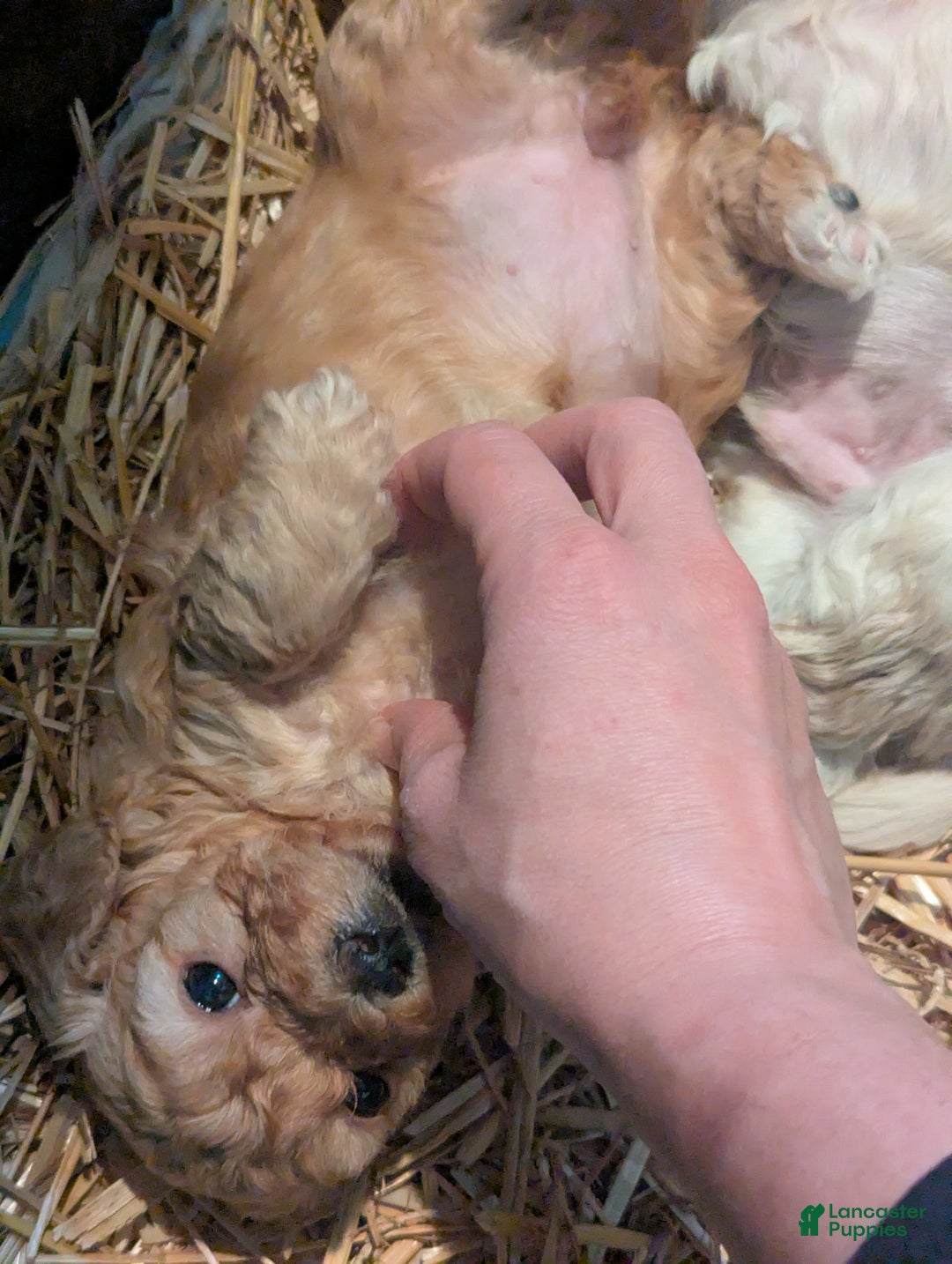 Mixed Breed dogs for sale: Luna  - Ad 8