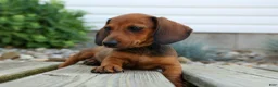 Miniature Dachshund dogs for sale: Sabrina 💝 - Ad 11
