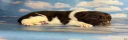 Newfoundland dogs for sale: Snickers DNA clear OFA  - Ad 3