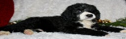 Bernedoodle dogs for sale: Charlie - Ad 2