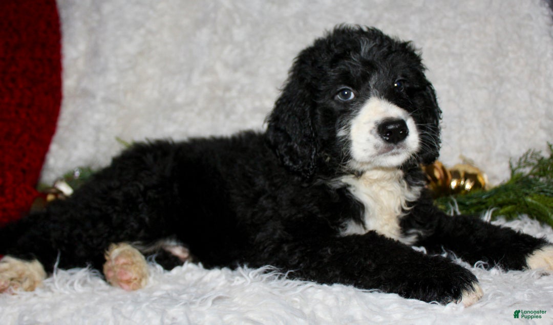 Bernedoodle dogs for sale: Charlie - Ad 2
