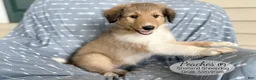 Shetland Sheepdog dogs for sale: Peaches - Ad 4