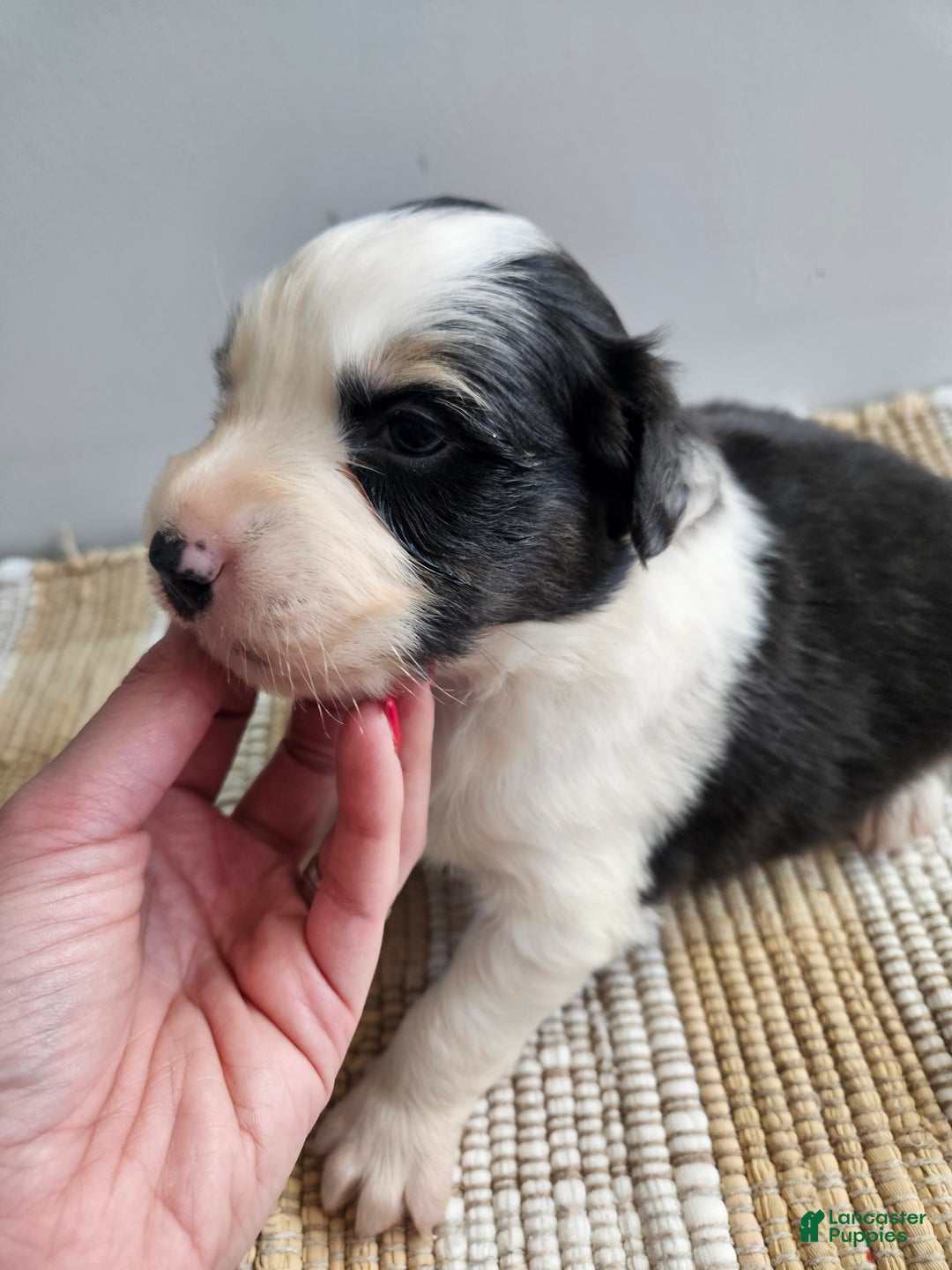 Australian Shepherd dogs for sale: Cash - Ad 1