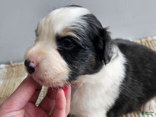 Australian Shepherd dogs Cash - Ad 28