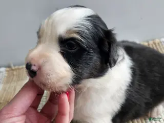 Australian Shepherd dogs Cash - Ad 27