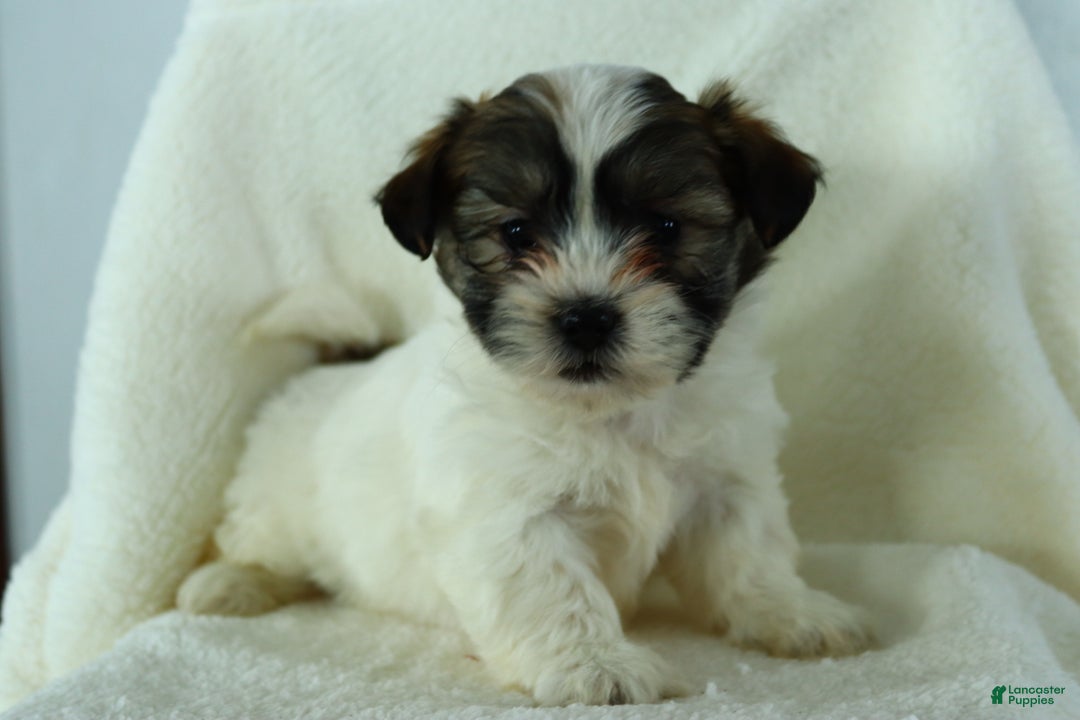 Teddy Bear dogs for sale: Raina - Ad 2
