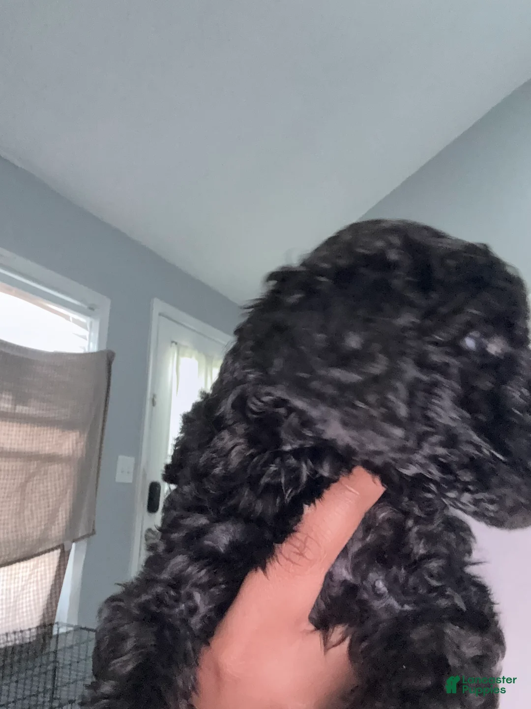 Double Doodle dogs for sale: Red - Ad 2