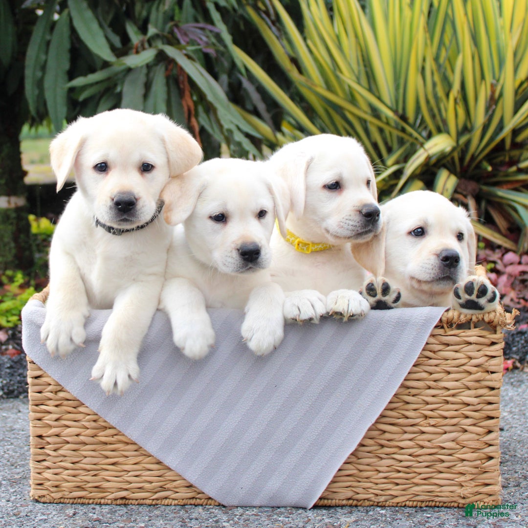 Labrador Retriever dogs for sale: Gabbie - Ad 6