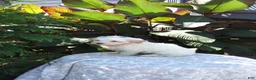 Havanese dogs for sale: Ranger  - Ad 3