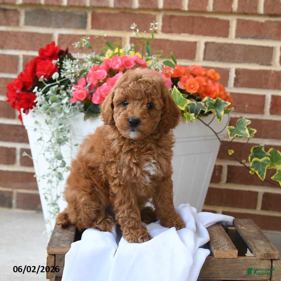 Miniature Poodle dogs for sale: Biscuit - Ad 1