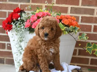 Miniature Poodle dogs for sale: Biscuit - Ad 3