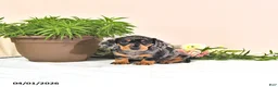 Miniature Dachshund dogs for sale: Primrose - Ad 3
