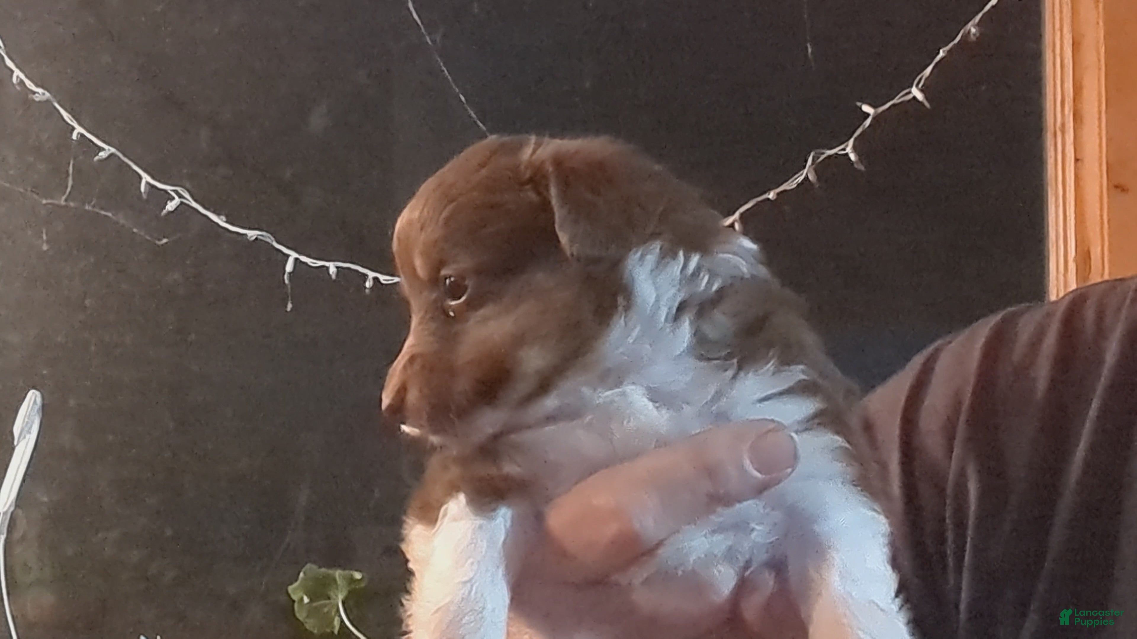 Toy Australian Shepherd dogs ROXIE - Ad 3