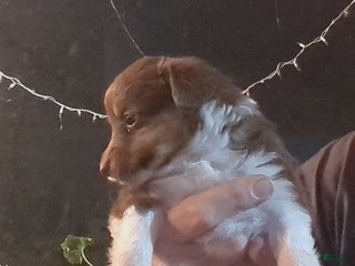 Toy Australian Shepherd dogs ROXIE - Ad 13