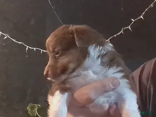 Toy Australian Shepherd dogs ROXIE - Ad 22