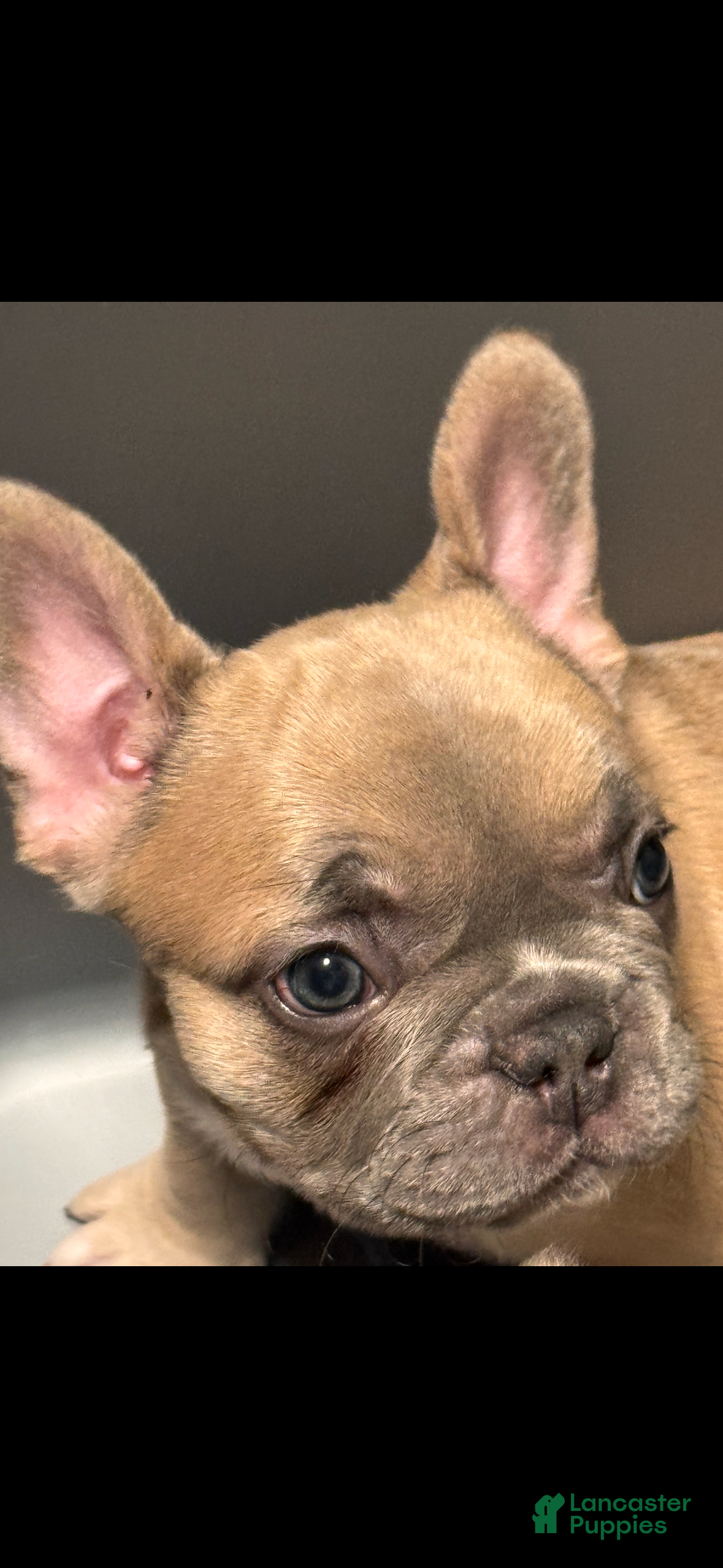 French Bulldog dogs for sale: Honey - Ad 1