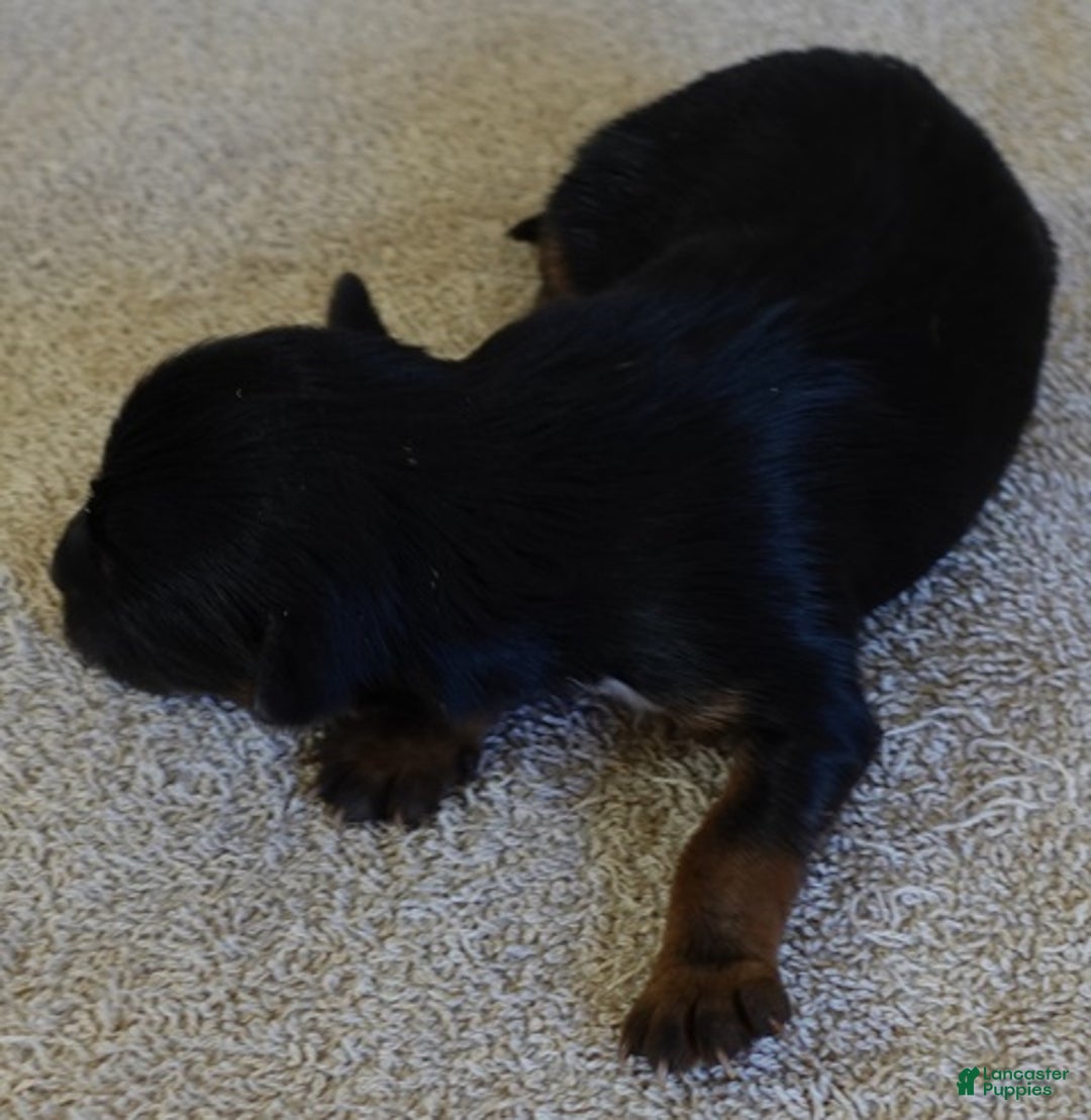 Yorkshire Terrier dogs for sale: Zephyr solid black face - Ad 2