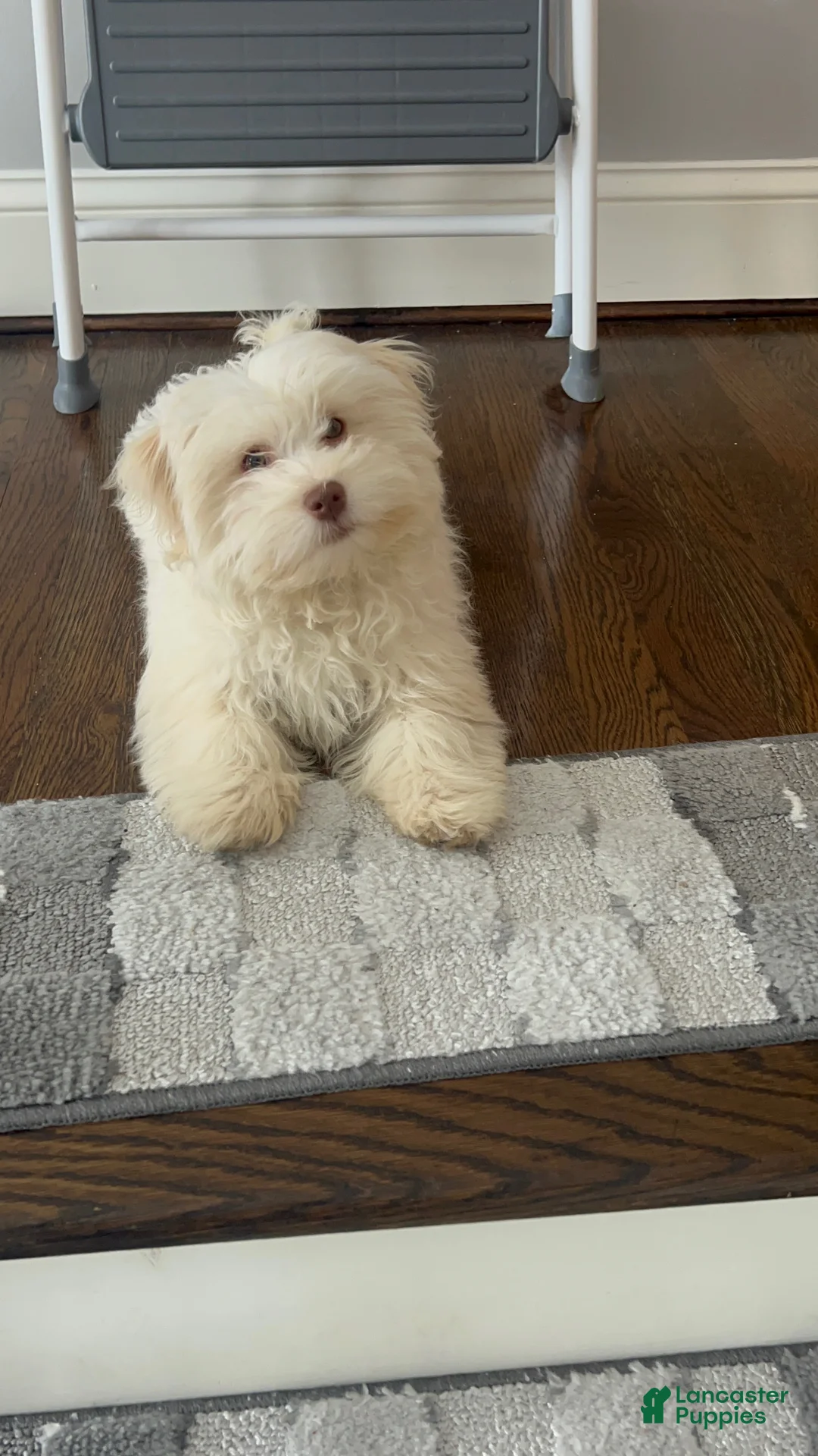 Havanese dogs for sale: Ollie Havanese Puppy – 3.5 Months Old – Loving & Playful - Ad 7