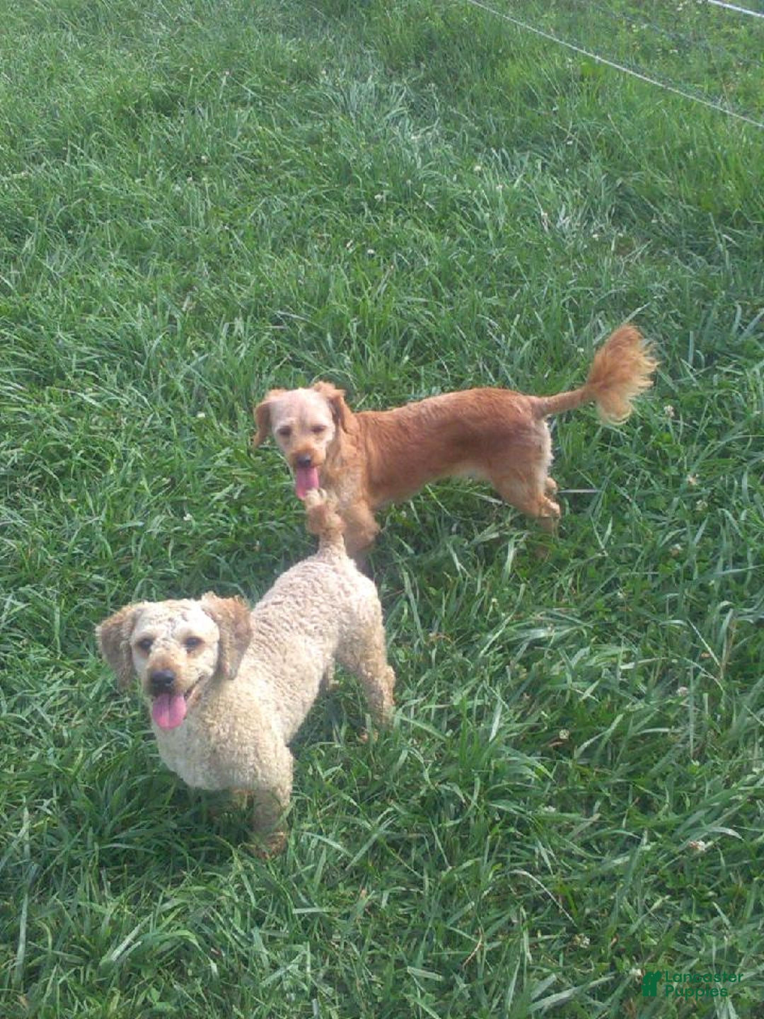 Cavapoo dogs for sale: Rudolph  - Ad 11