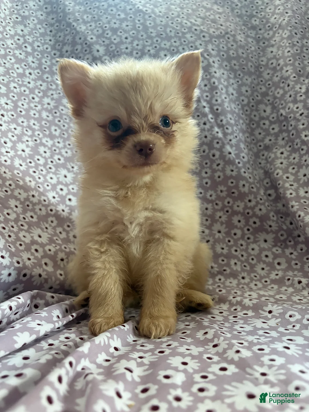 Pomsky dogs for sale: Simba Pomsky Puppy 3 - Ad 2