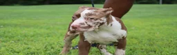 American Bully dogs for sale: Polaris - Ad 8