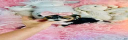 Biewer Terrier dogs for sale: Biewer Terrier 1 - Ad 3