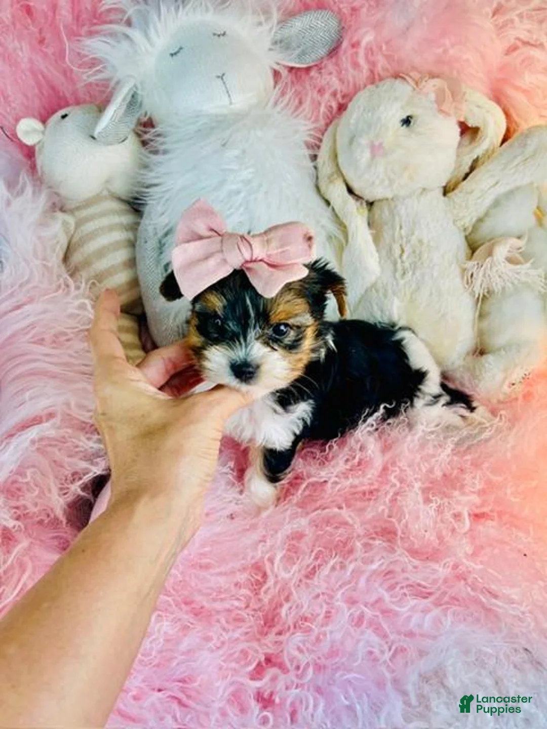 Biewer Terrier dogs for sale: Biewer Terrier 1 - Ad 3