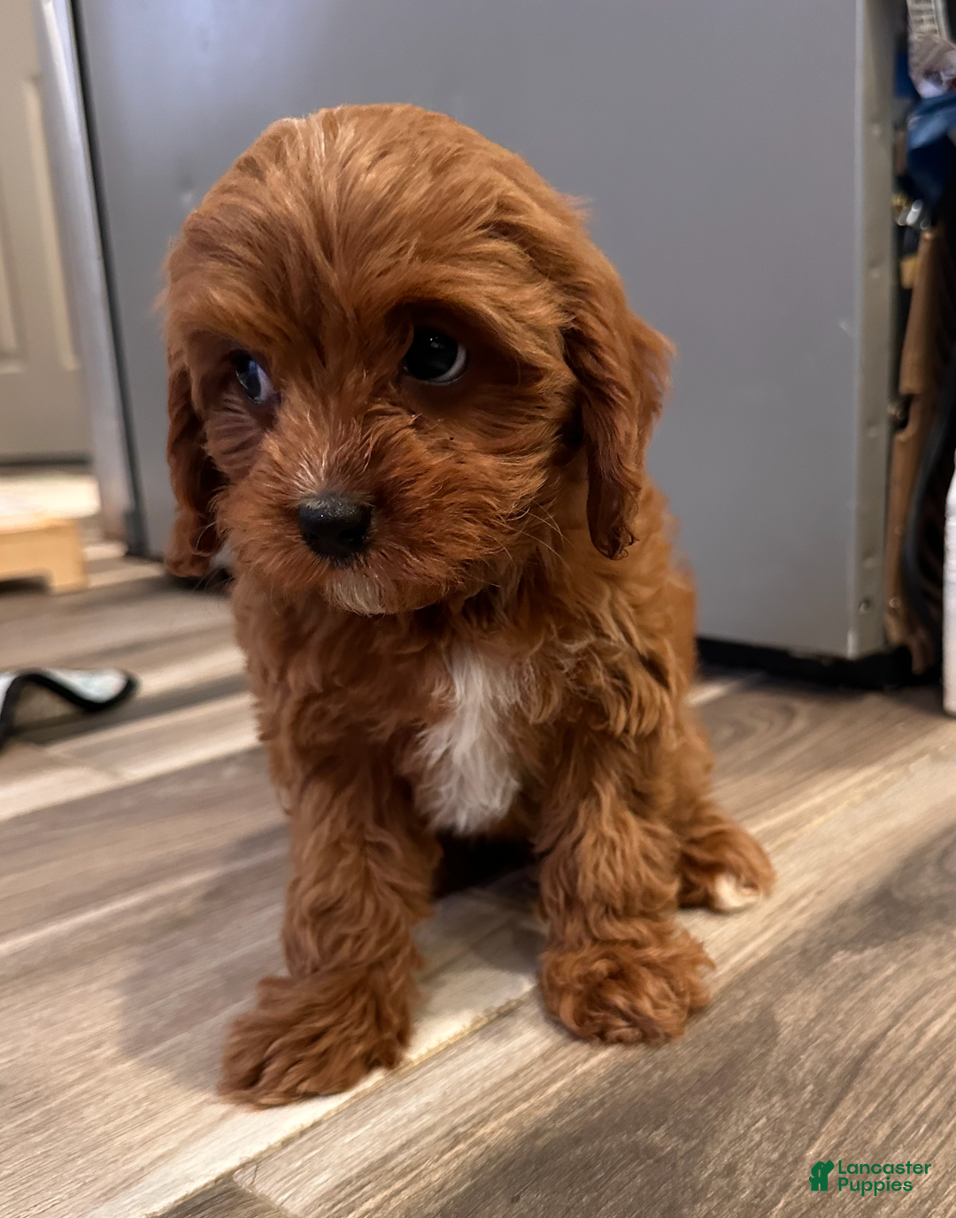 Cavapoo dogs for sale: Pearl- POTTY TRAINING and CRATE TRAINED - Ad 6