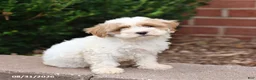 Maltipoo dogs for sale: Norah - Ad 5