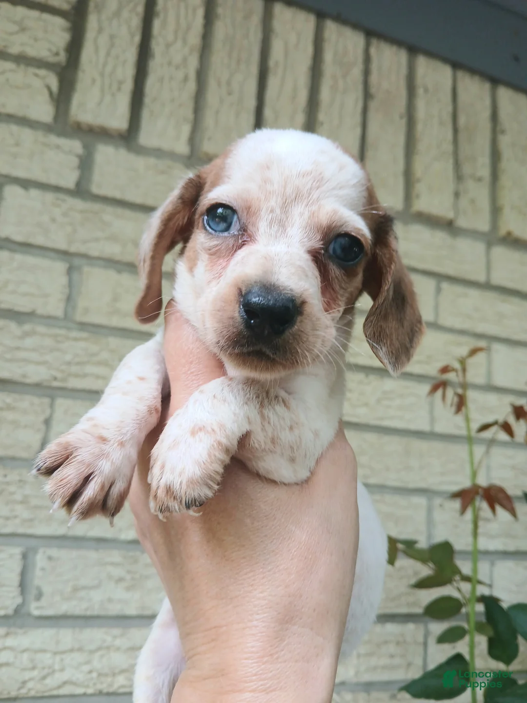Miniature Dachshund dogs for sale: Sugar pies blue eyed white boy. Hand delivery  - Ad 2