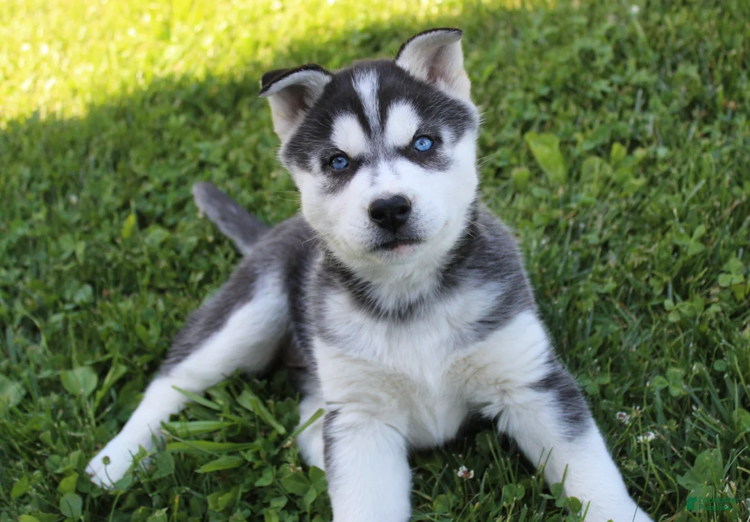 Siberian Husky dogs for sale: Willow - Ad 2