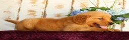 Golden Retriever dogs for sale: Jasper - Ad 7