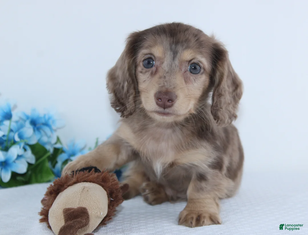 Miniature Dachshund dogs for sale: Elliot - Ad 2