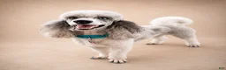 Miniature Poodle dogs for sale: Ivy - Ad 21